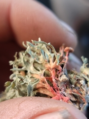 Marchandiomyces corallinus