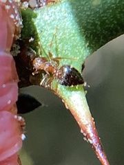 Crematogaster laeviuscula