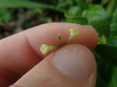 Alyxia stellata