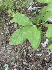 Magnolia macrophylla