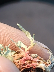 Marchandiomyces corallinus