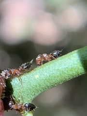 Crematogaster laeviuscula