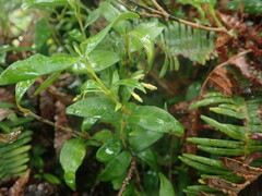 Alyxia stellata