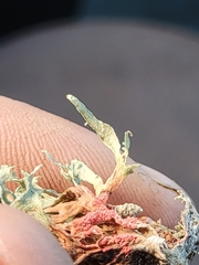 Marchandiomyces corallinus