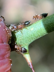 Crematogaster laeviuscula