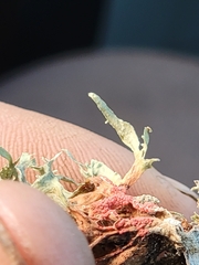 Marchandiomyces corallinus