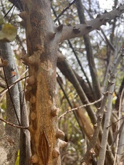 Zanthoxylum schreberi