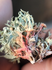Marchandiomyces corallinus
