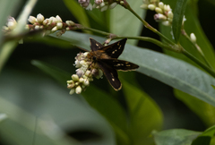 Taractrocera ardonia