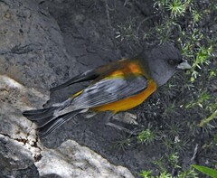 Phrygilus patagonicus