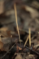 Macrotyphula fistulosa