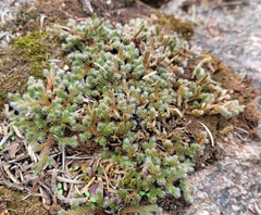 Selaginella rupestris