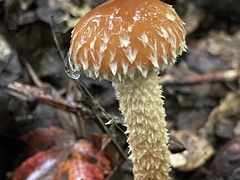 Leratiomyces squamosus