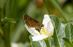 Taractrocera ardonia
