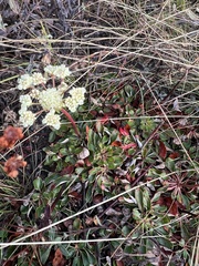Eriogonum