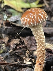 Leratiomyces squamosus