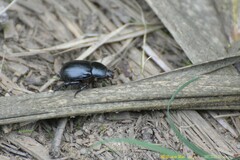 Pentodon bidens punctatus