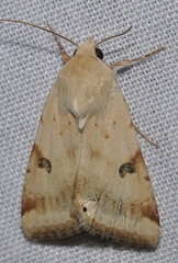 Heliothis peltigera
