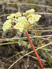 Eriogonum