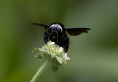 Xylocopa smithii