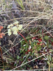 Eriogonum