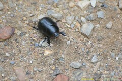 Pentodon bidens punctatus