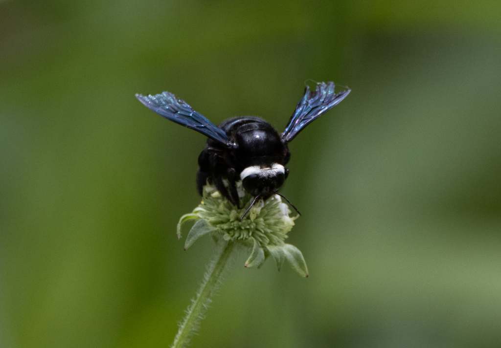 Xylocopa smithii