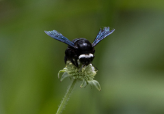 Xylocopa smithii