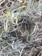 Coluber constrictor flaviventris