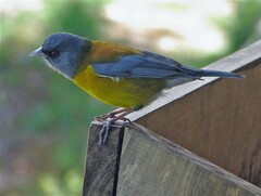 Phrygilus patagonicus