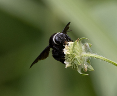 Xylocopa smithii
