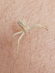 Uraarachne runcinioides