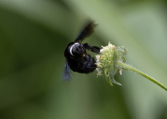 Xylocopa smithii