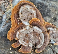 Gloeophyllum sepiarium