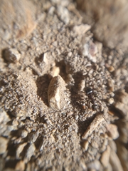 Formica fusca
