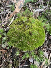 Leucobryum glaucum