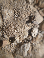 Formica fusca