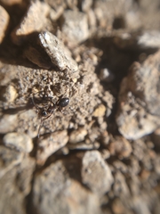 Formica fusca