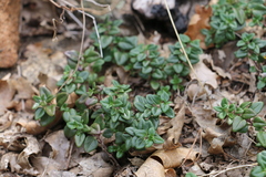 Monardella macrantha