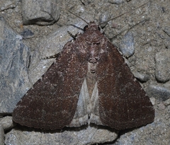 Condica viscosa
