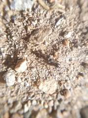 Formica fusca