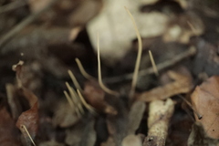 Macrotyphula fistulosa