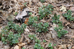 Monardella macrantha