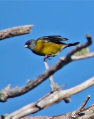 Phrygilus patagonicus