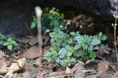 Monardella macrantha