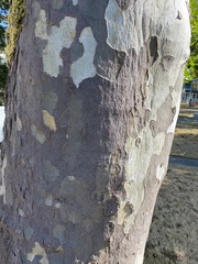 Platanus occidentalis