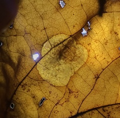 Ectoedemia platanella