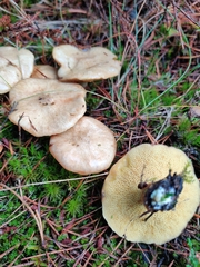 Suillus flavidus