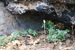 Monardella macrantha