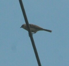 Cincloramphus mathewsi